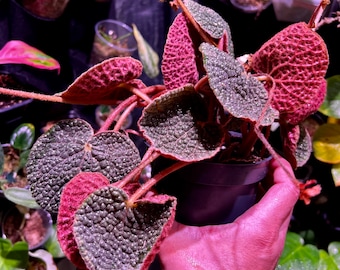 Begonia Bullatifolia