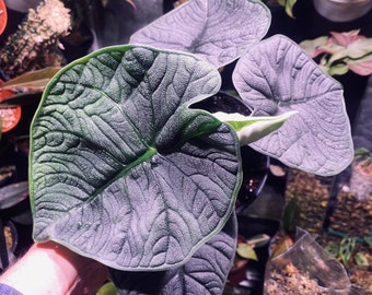 Bulbille Alocasia Melo