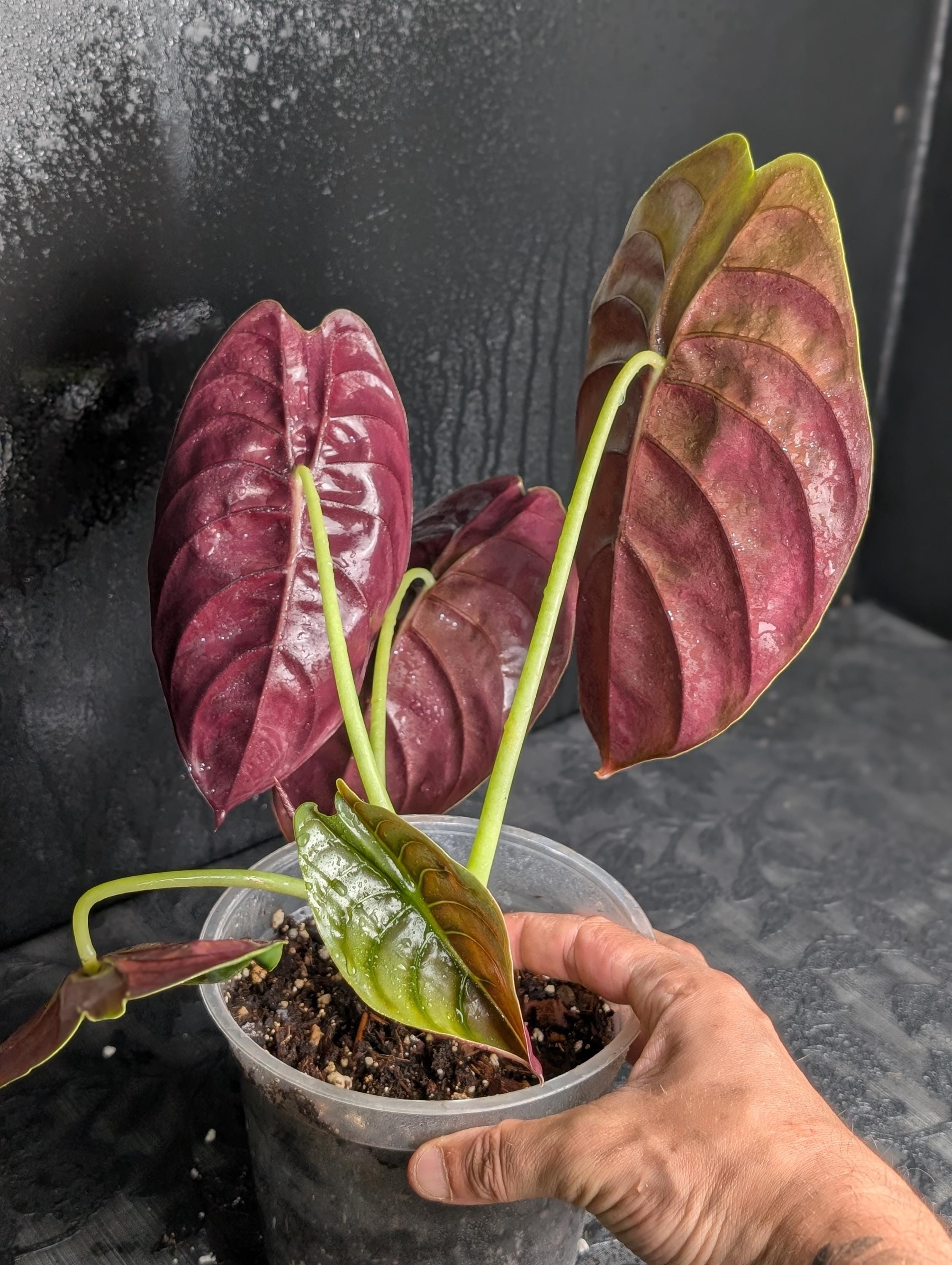 Alocasia cuprea pink - Etsy 日本
