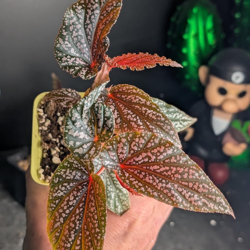 Maculata Pink Spot