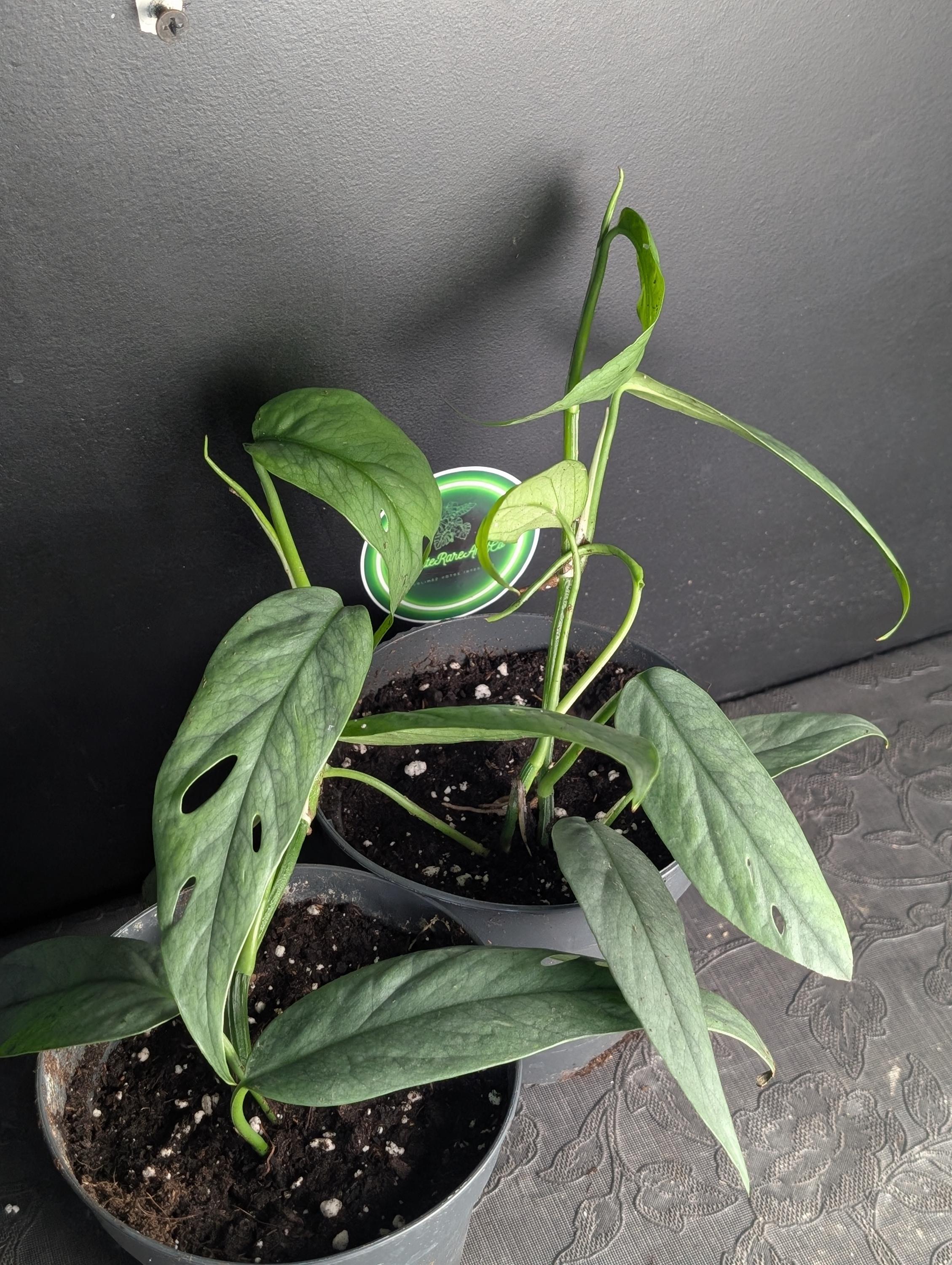Cebu blue epipremnum - Etsy 日本
