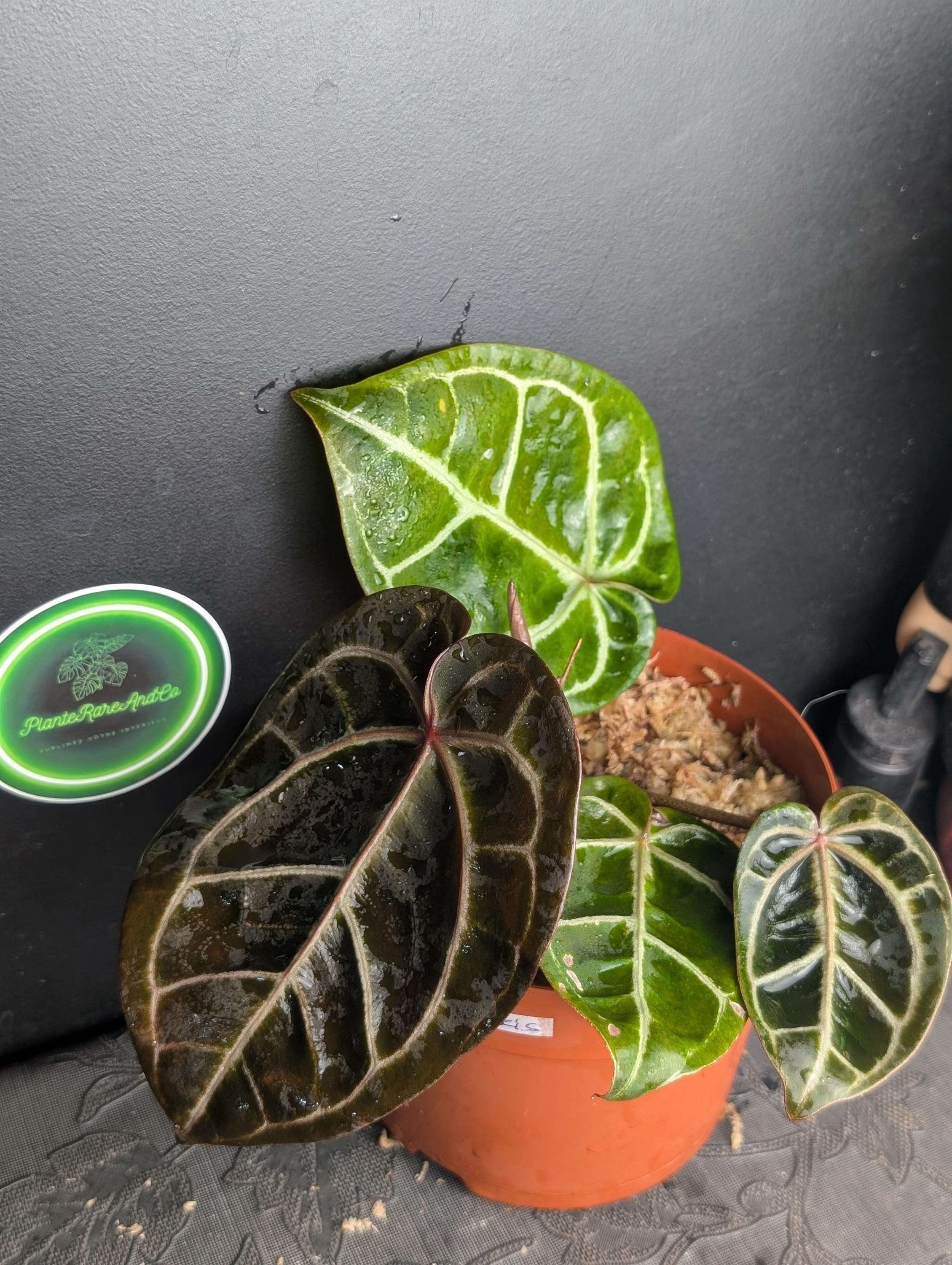 Anthurium king of spades x red crystallinum - Etsy 日本