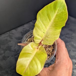 RARE Philodendron Jungle Fever Variegated