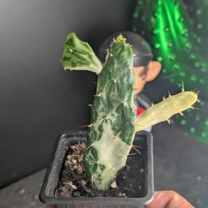 Kaktus Opuntia Jamaicensis Brokig spöke