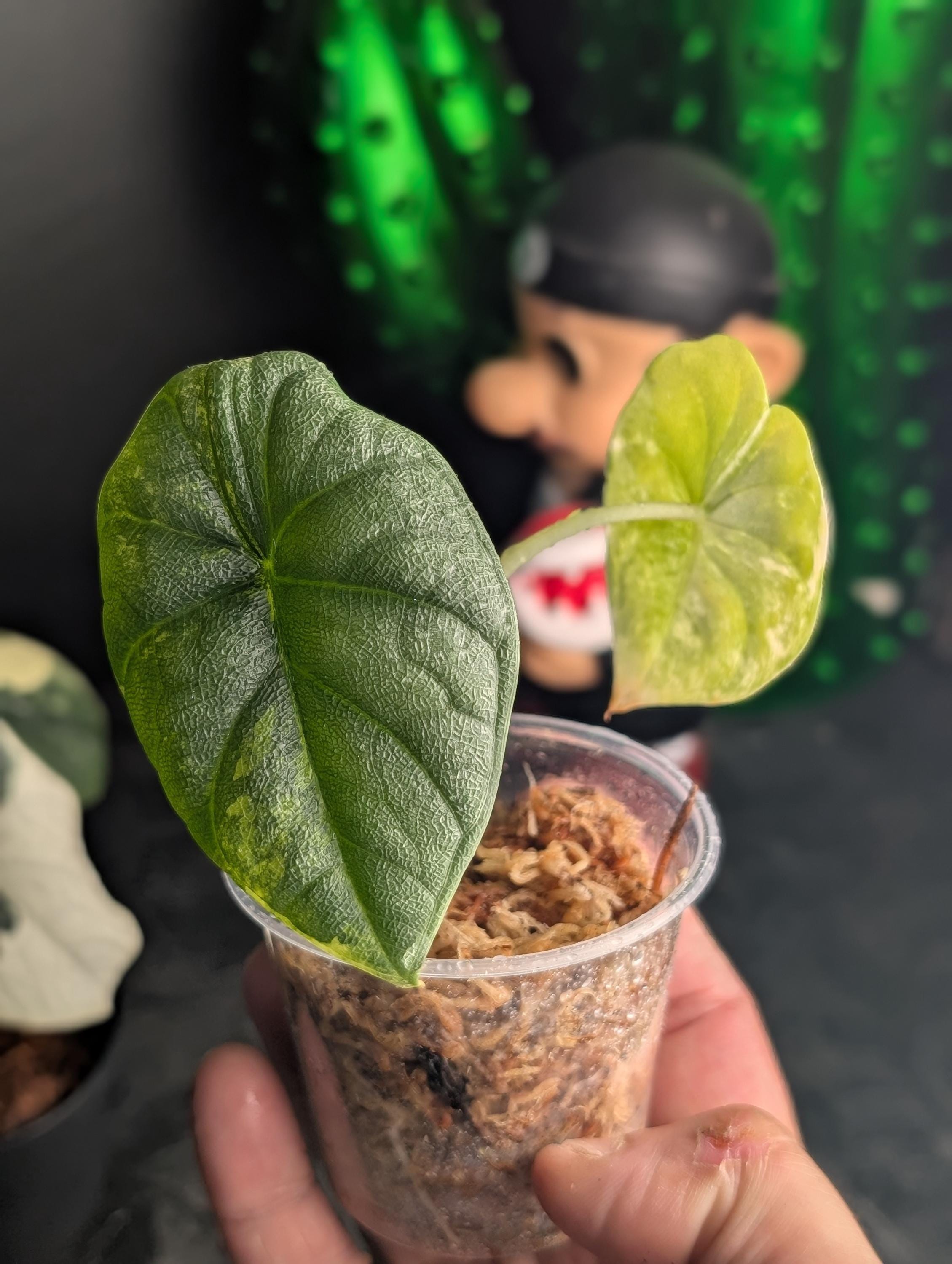 Alocasia melo albo - Etsy 日本