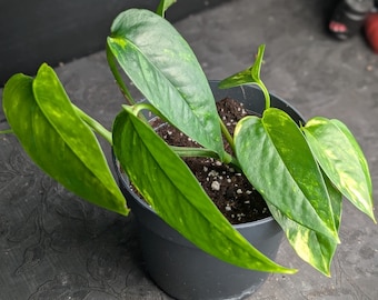 RARE Pothos Epipremnum Churchill oro