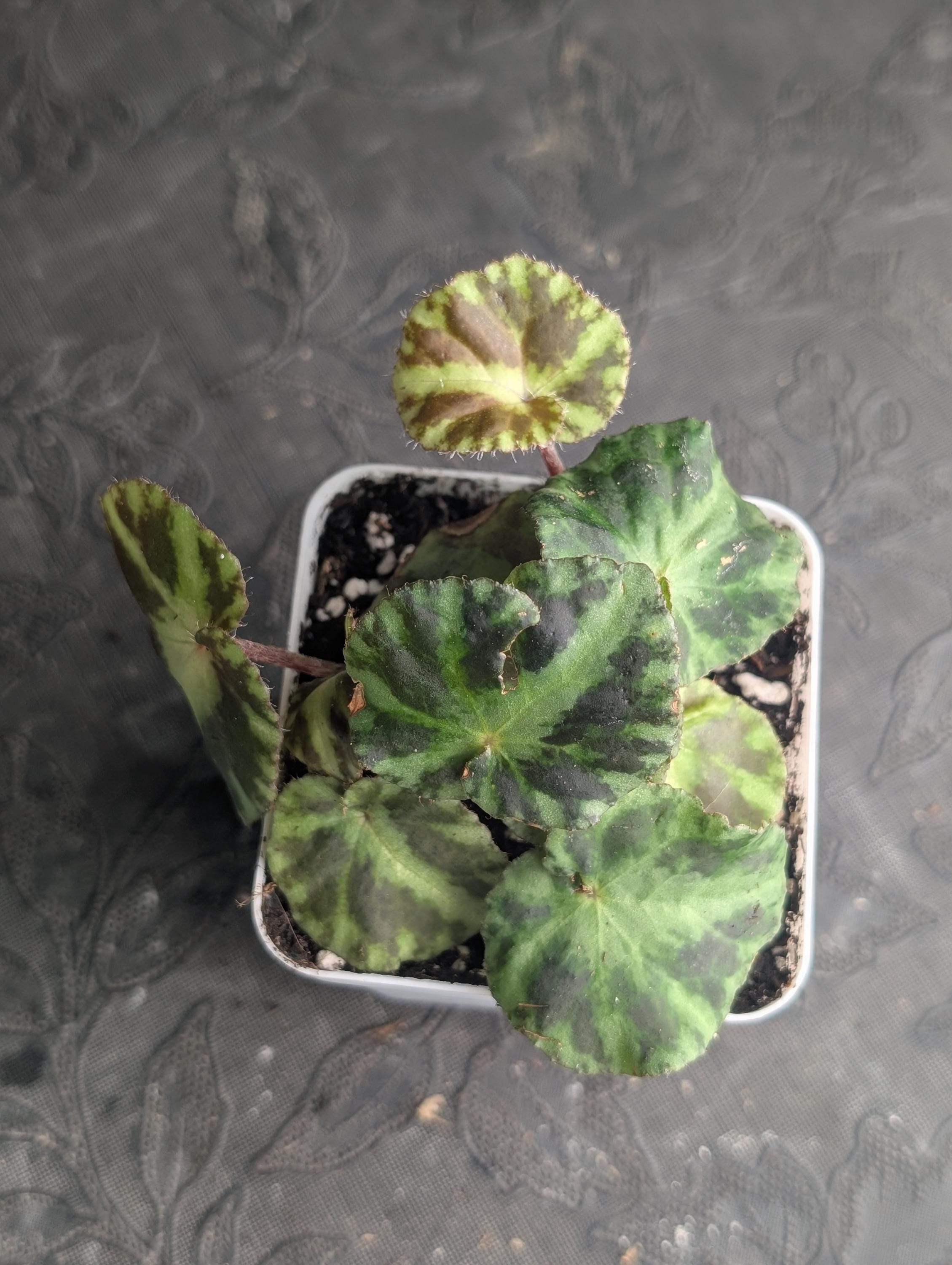 Rare begonias - Etsy 日本