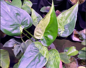 RARA Bulbils Alocasia Cucullata Menta Variegata