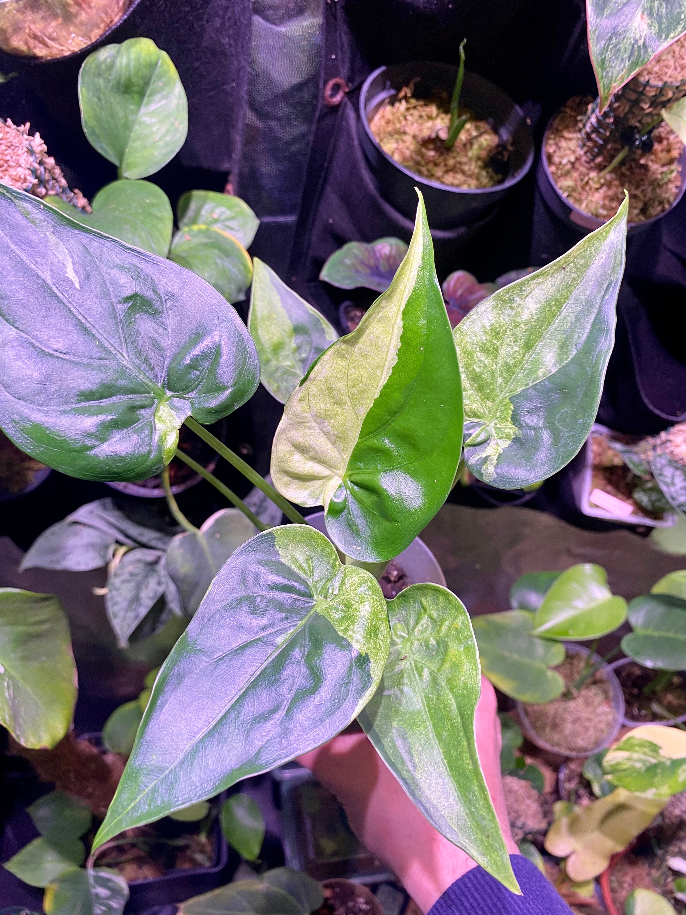 RARE Alocasia Cucullata Mint Variegata - Etsy Ireland