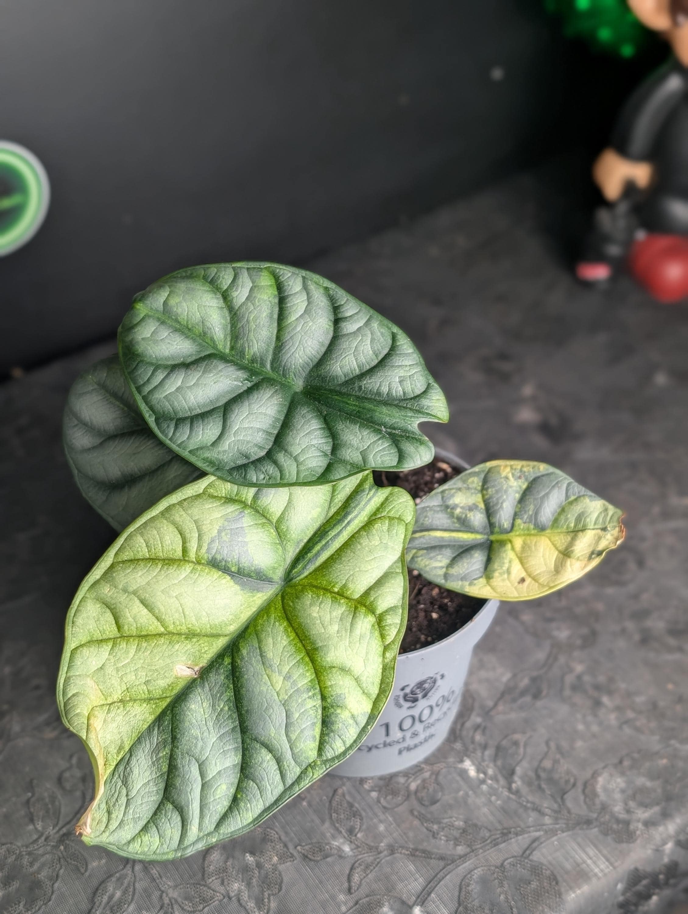 Variegated alocasia maharani - Etsy 日本