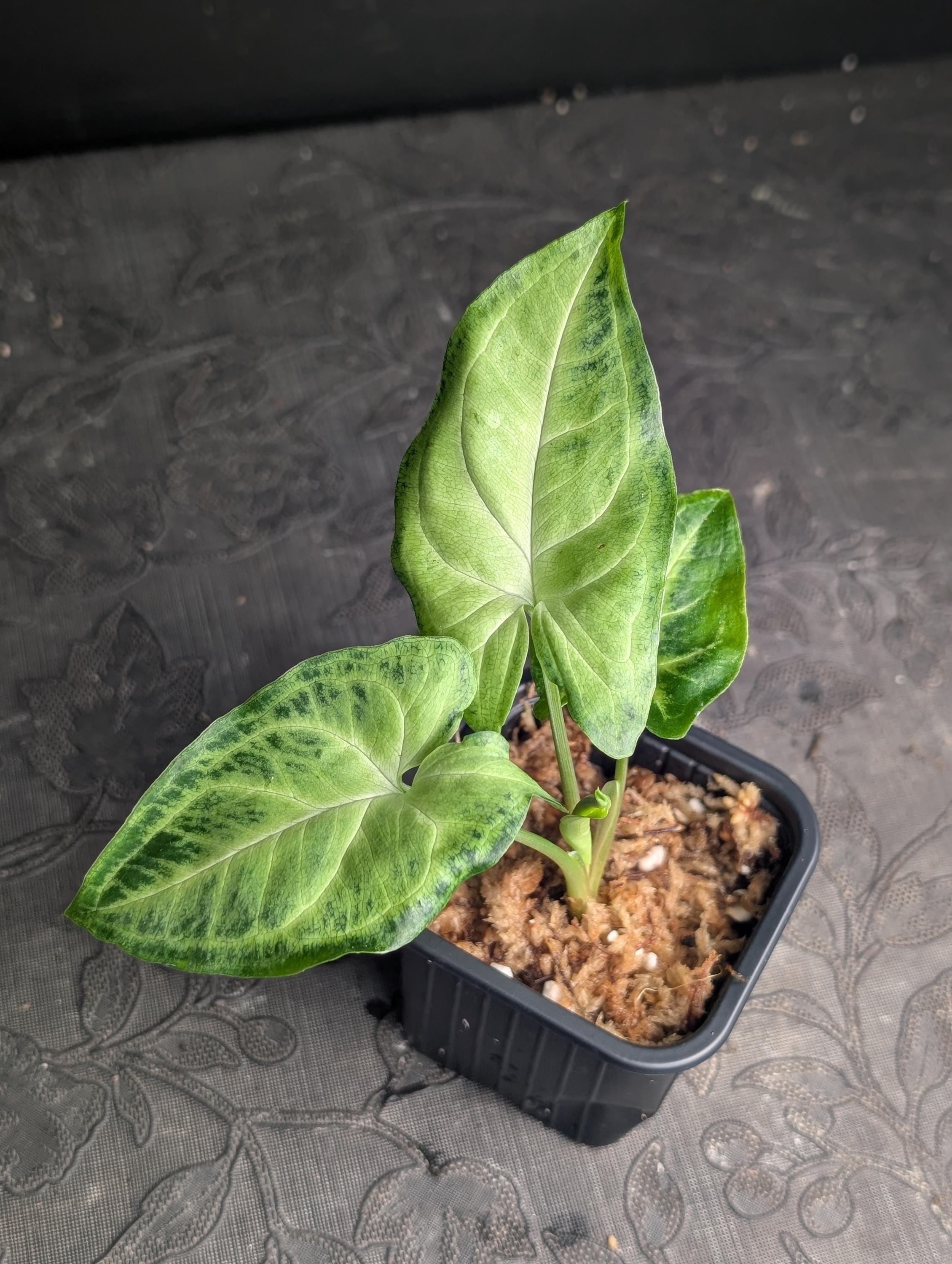 Anthurium variegated - Etsy 日本