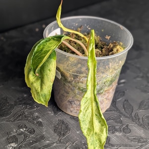 ZELDZAME Philodendron Paraiso Verde-mutatie