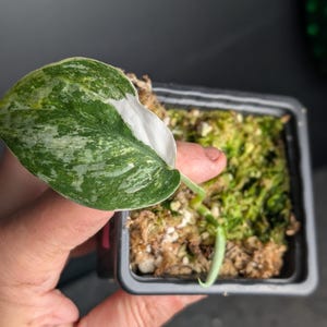 May include: A close-up of a small potted plant with a variegated leaf. The leaf is green with white patches and is held in a black square pot filled with moss. The background is a dark gray.