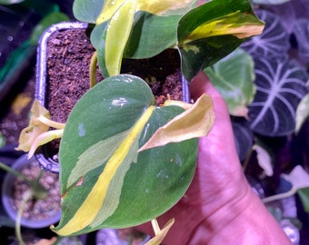 Pothos Brasil (Philodendron Scandens Brasil) (lot possible : voir dans la boutique)