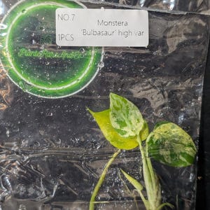 Puede incluir: Un esqueje de planta Monstera 'Bulbasaur' high var con hojas variegadas verdes y amarillas, sellado en una bolsa de plástico transparente. Una etiqueta blanca en la bolsa muestra el texto NO.7, 1PCS y Monstera 'Bulbasaur' high var.