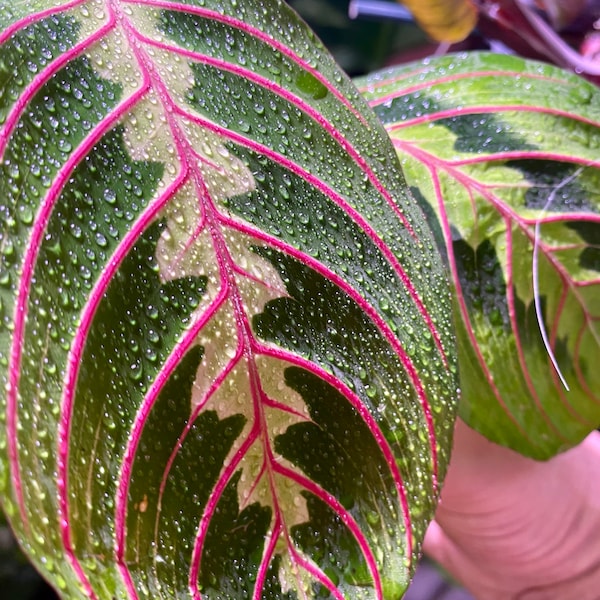 Maranta leuconeura Fascinator Tricolor