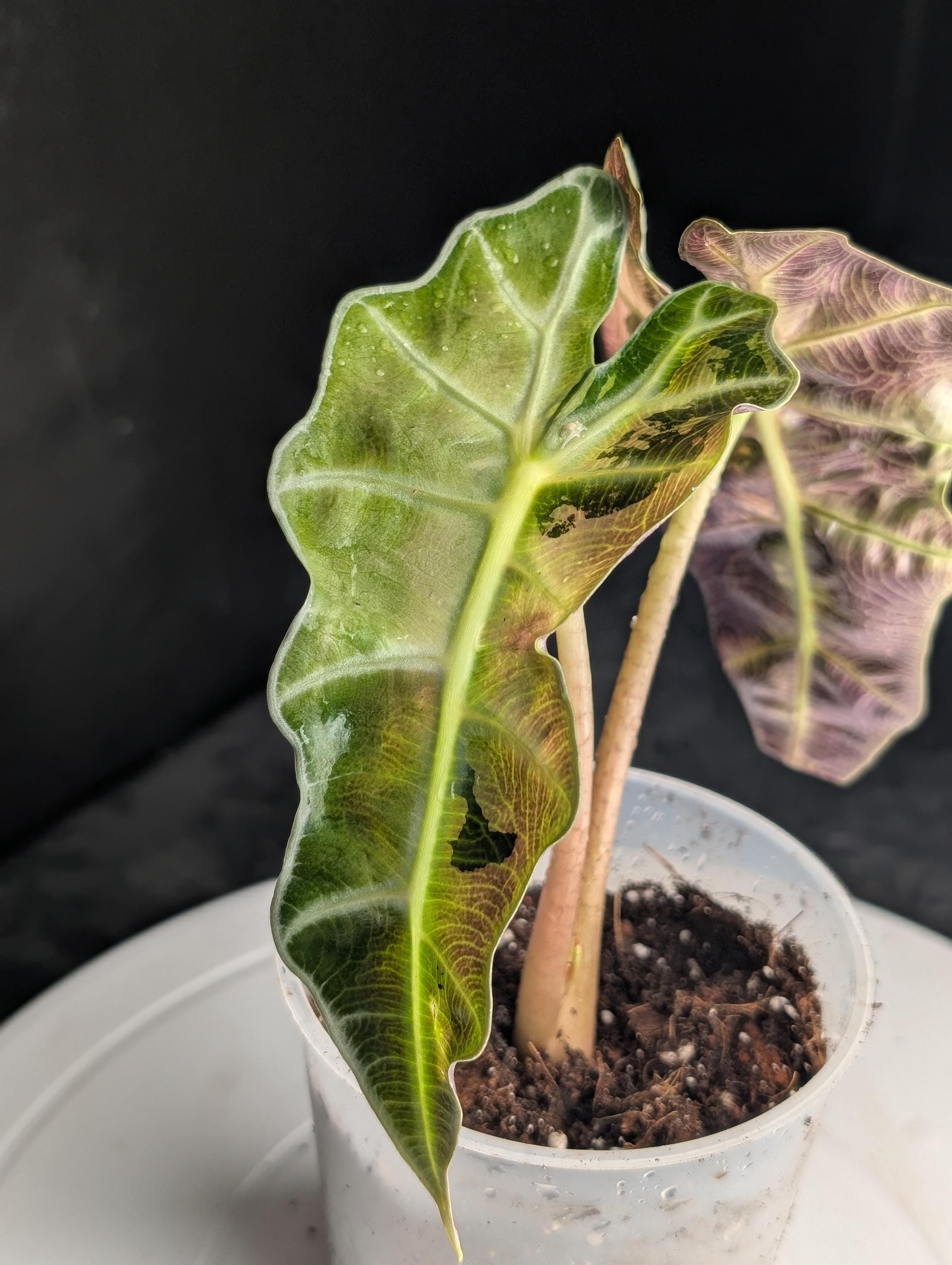 Alocasia sanderiana - Etsy 日本