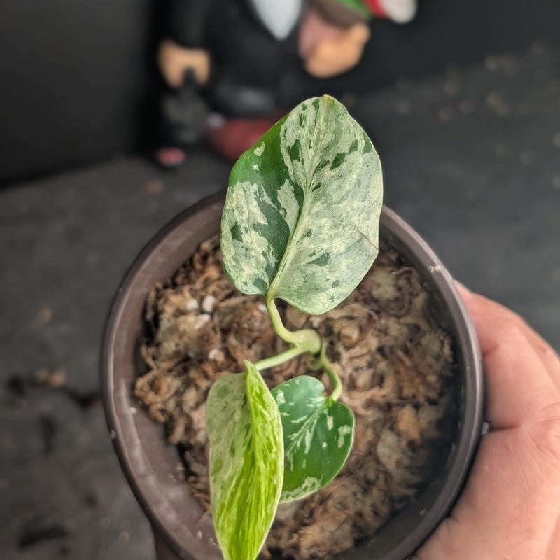Monstera Bulbasaur Variegated