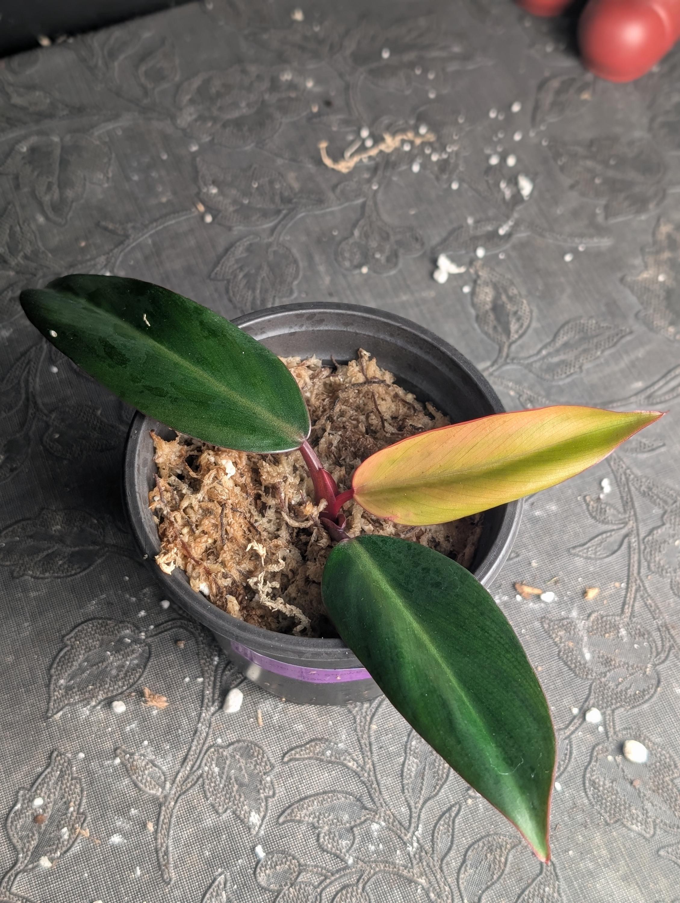Philodendron princess of fire - Etsy 日本