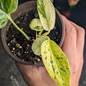 Puede incluir: Una pequeña planta de interior en maceta con hojas abigarradas. Las hojas muestran una mezcla de patrones verdes y amarillo cremoso. La planta está en una maceta de plástico marrón, sostenida en la mano de una persona. El suelo es oscuro y rico.