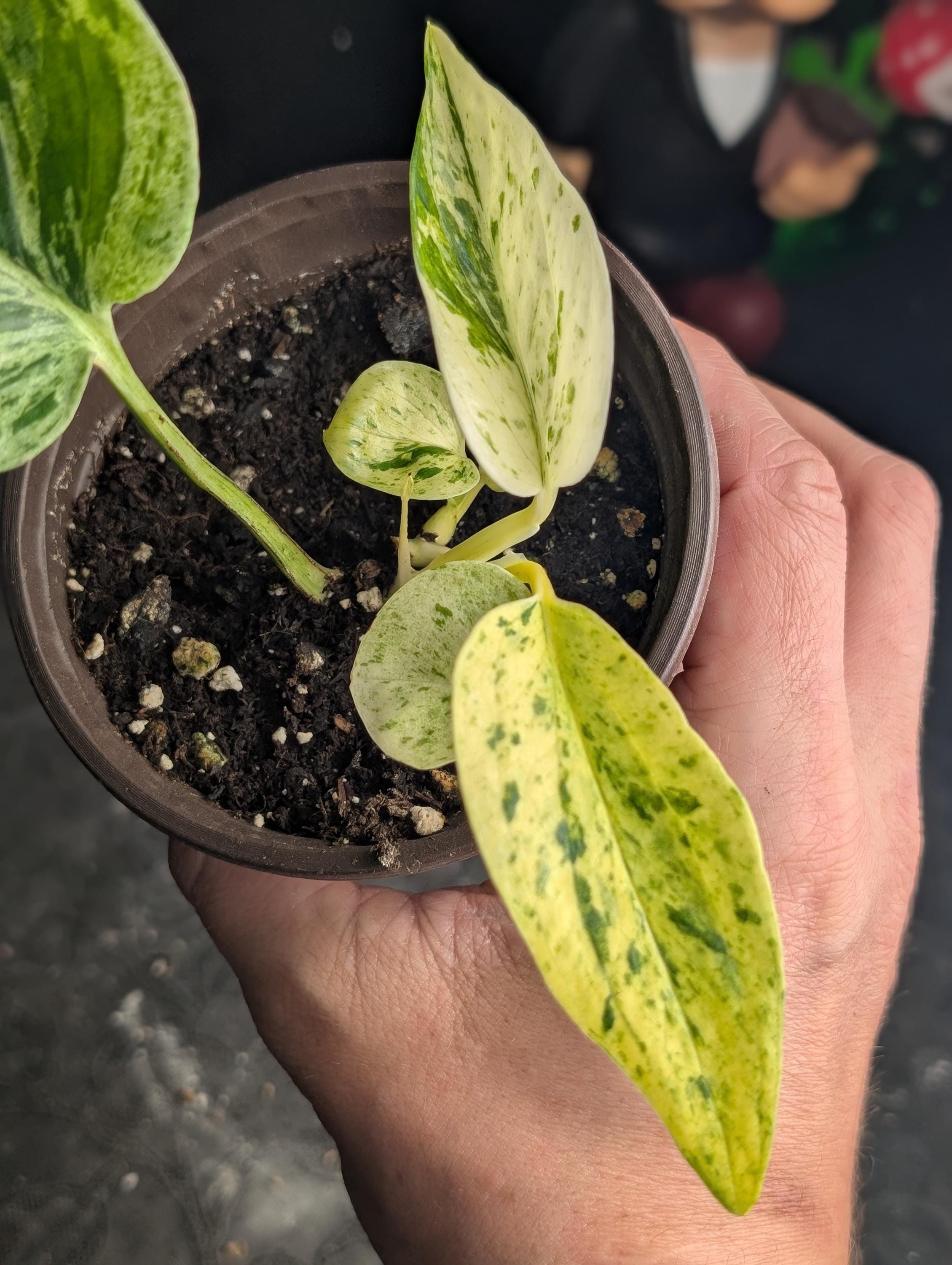 Manjula pothos - Etsy 日本