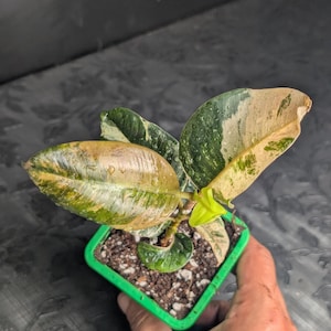 Ficus Elastica Shivereana