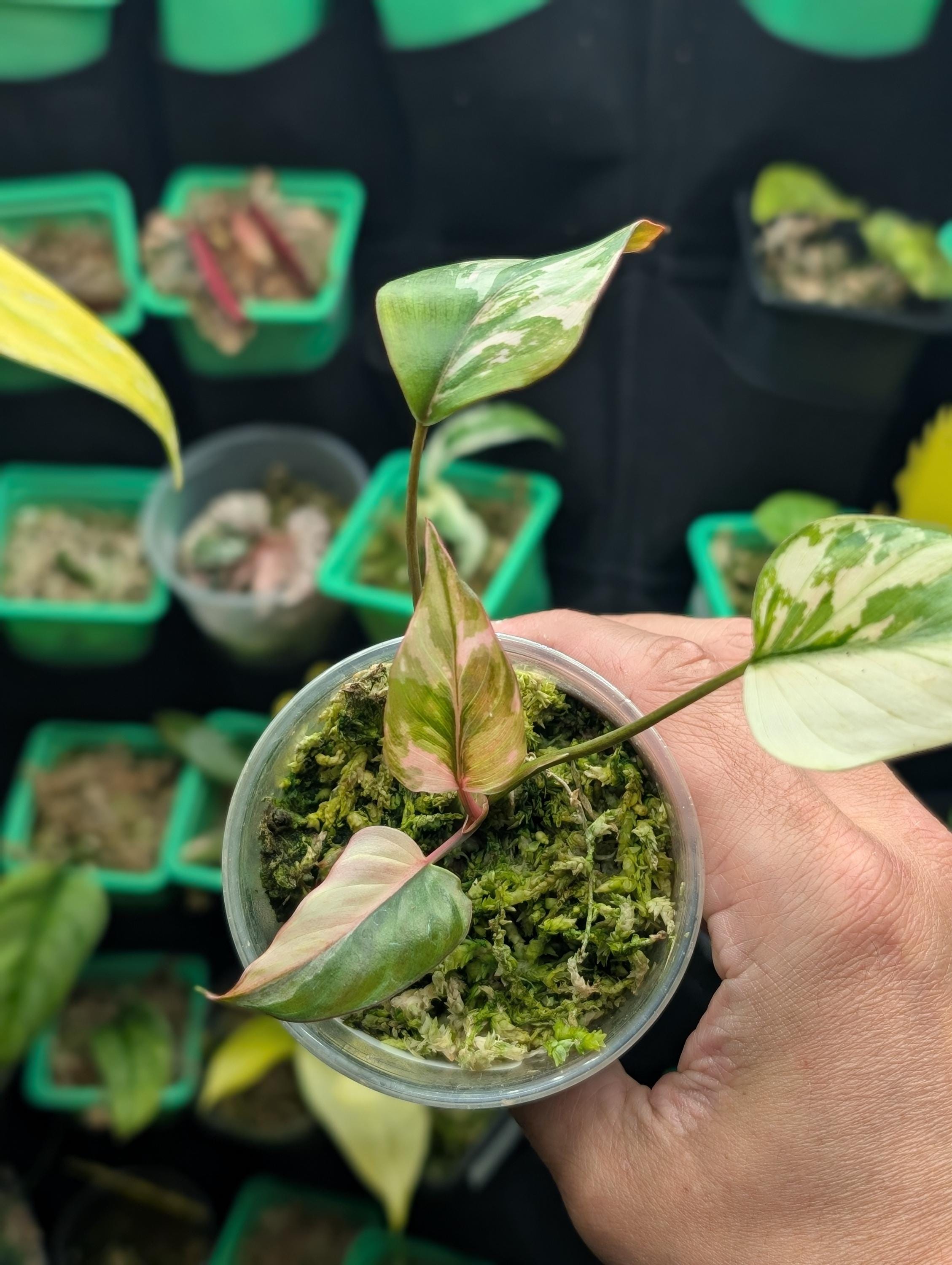 Homalomena pink diamond - Etsy 日本