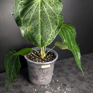 RARE Anthurium Delta force