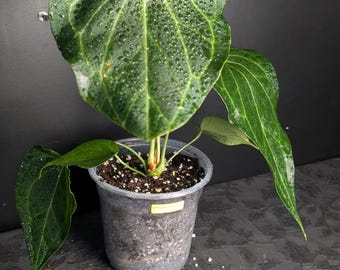 その他観葉植物 anthurium HYBRID Anthurium Hybrid — Mainaam Garden