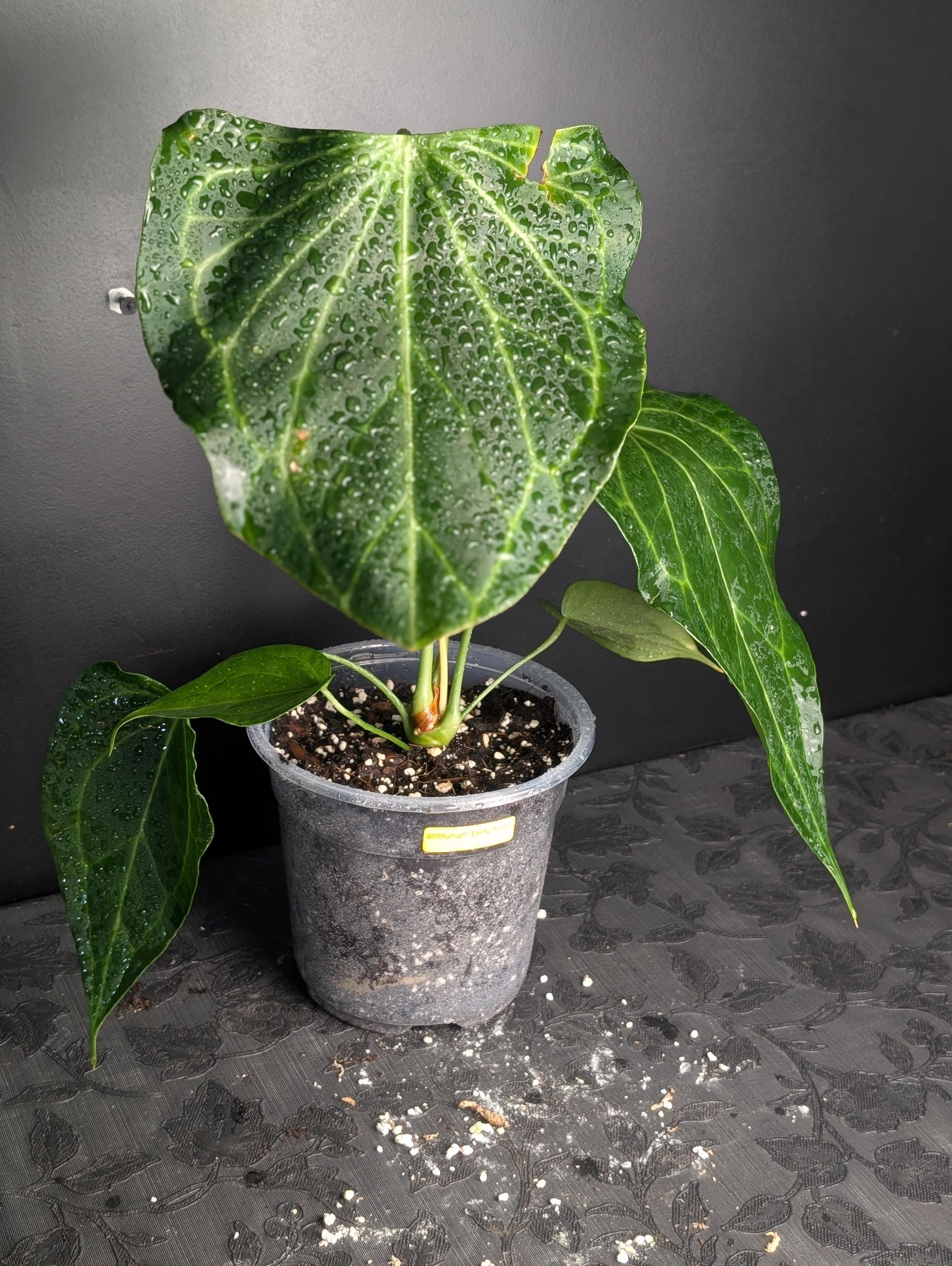 69 アンスリウム アントラキー×パピリラミナム 展開中の成長キズあり