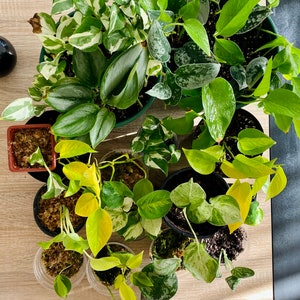 Puede incluir: Una colección de plantas en maceta con varias hojas verdes y blancas variegadas. Las plantas están en macetas de diferentes tamaños y formas, algunas con un acabado marrón o negro.