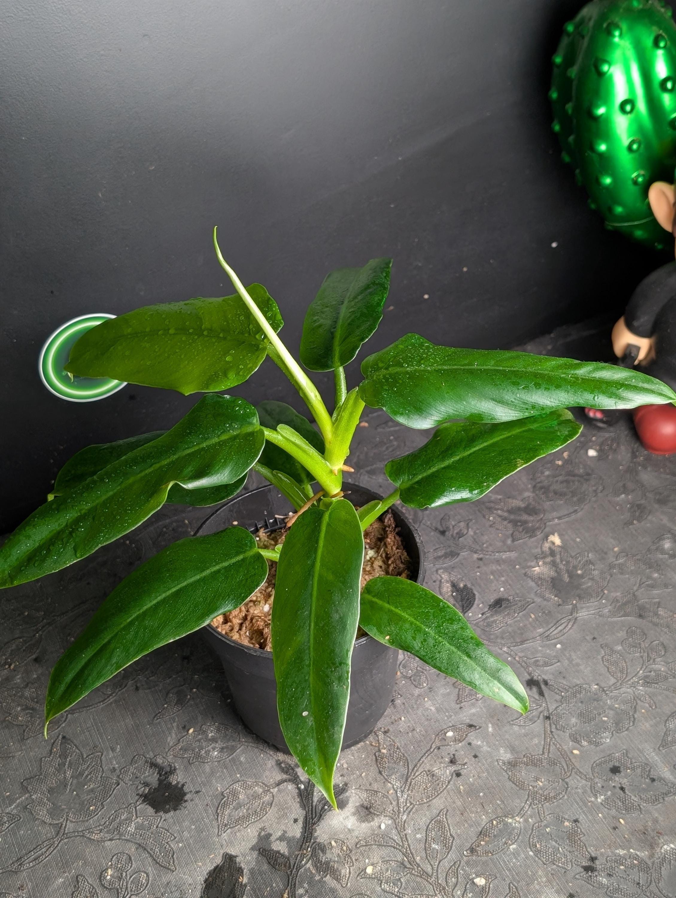 Variegated philodendron giganteum - Etsy 日本