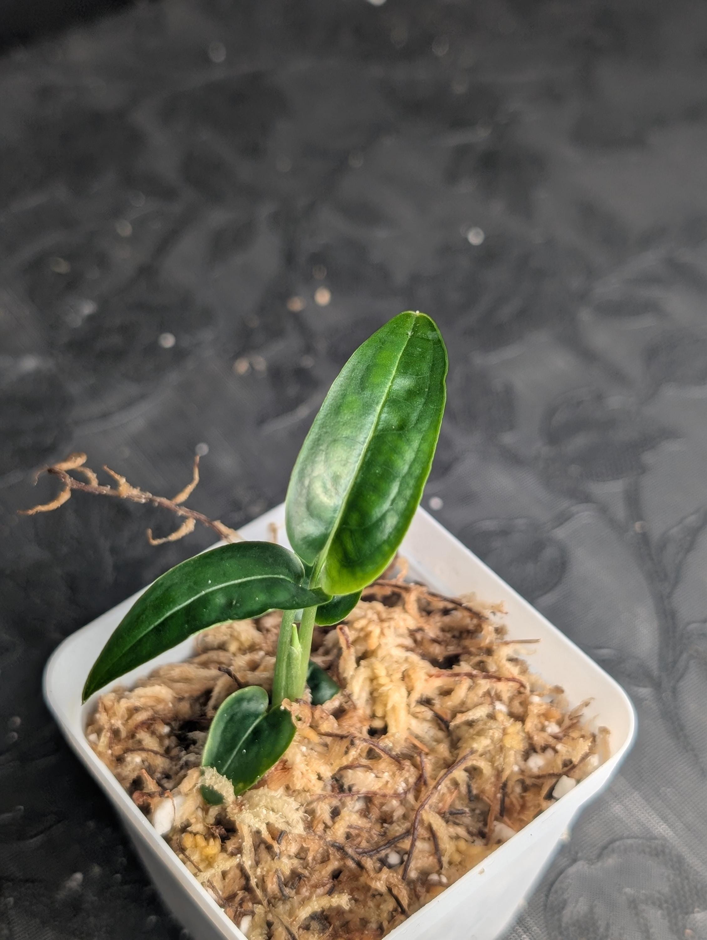 希少なモンステラ・オブリクア・ヤスニ - Etsy 日本