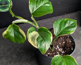 Monstera Minima Aurea Variegata Stecklinge / Raphidophora Tetrasperma -  Etsy.de