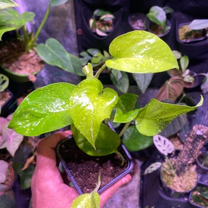 Pothos Neon Epipremnum aureum (possible lot: see in the store)