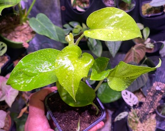 Pothos Neon Epipremnum aureum (lot possible : voir dans la boutique)