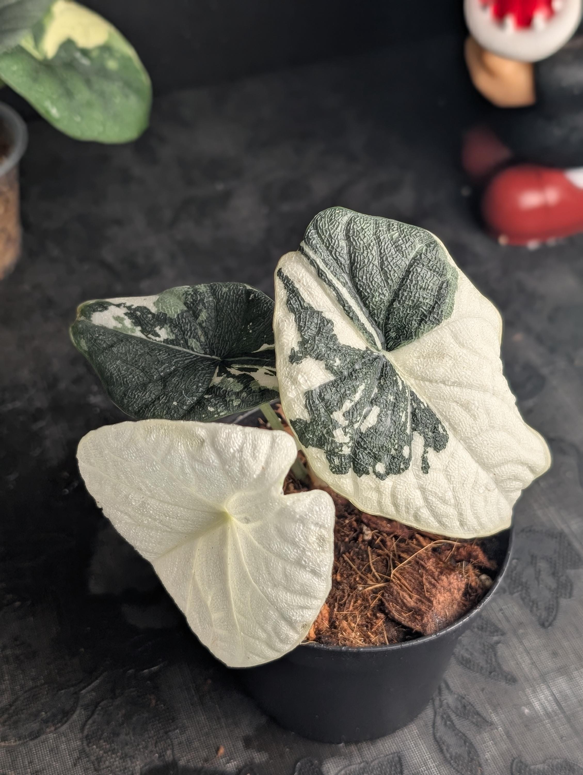 Alocasia melo albo - Etsy 日本