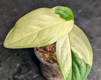 希少なモンステラ・オブリクア・ヤスニ - Etsy 日本