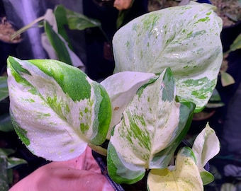 Epipremnum Pothos Manjula (lot possible : voir dans la boutique)