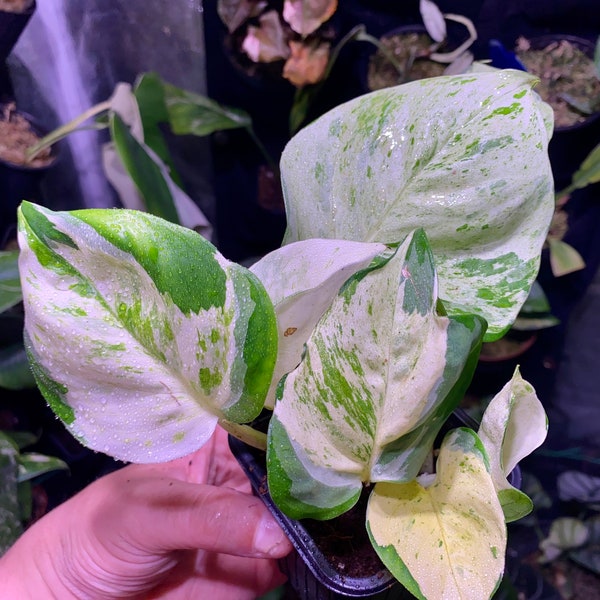 Epipremnum Pothos Manjula (lot possible : voir dans la boutique)