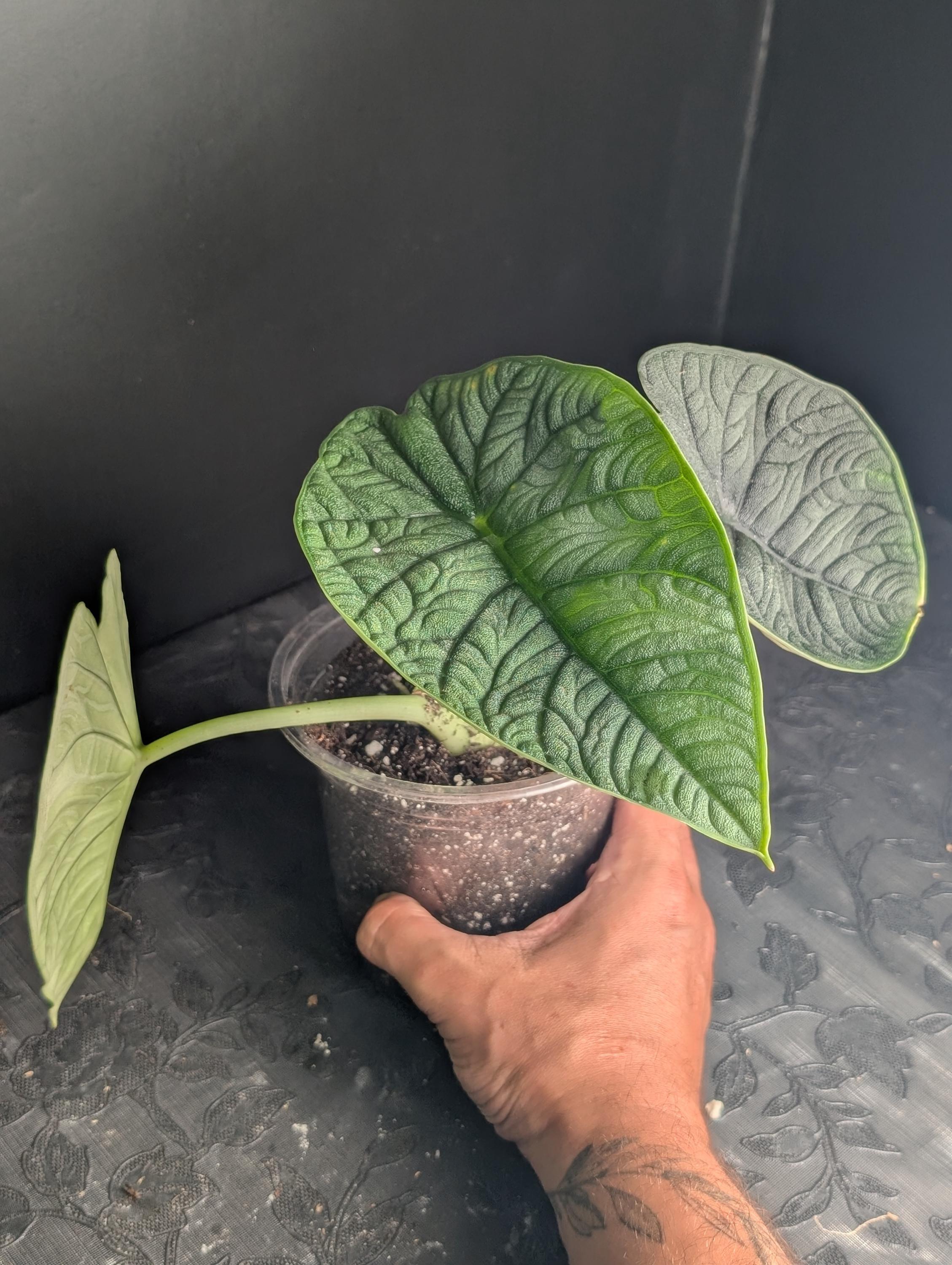 極上 アロカシア メロ オーレア アルボ アロカシア メロ アルボ斑入り Alocasia Melo albo variegated