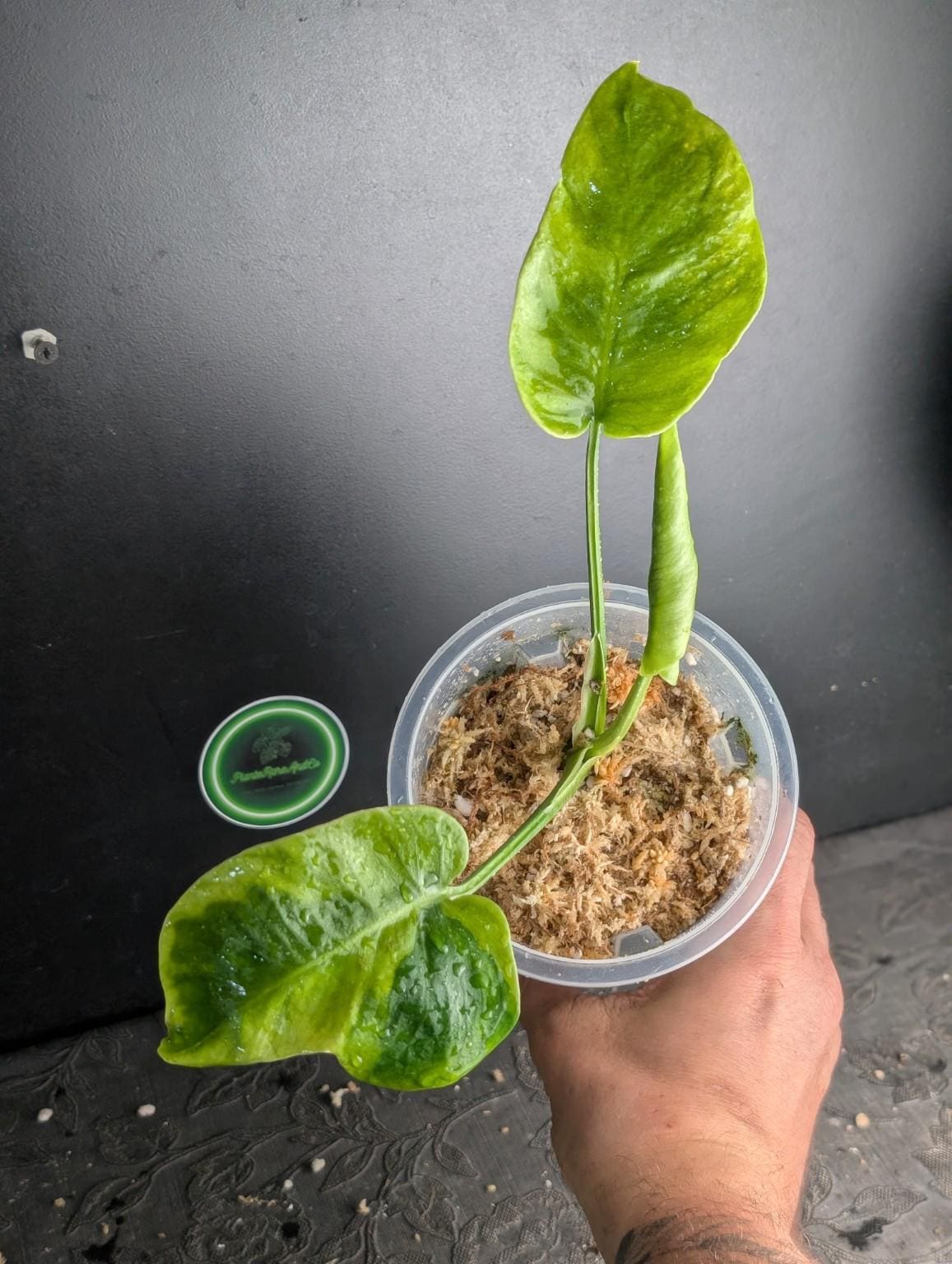 Monstera siltepecana - Etsy 日本
