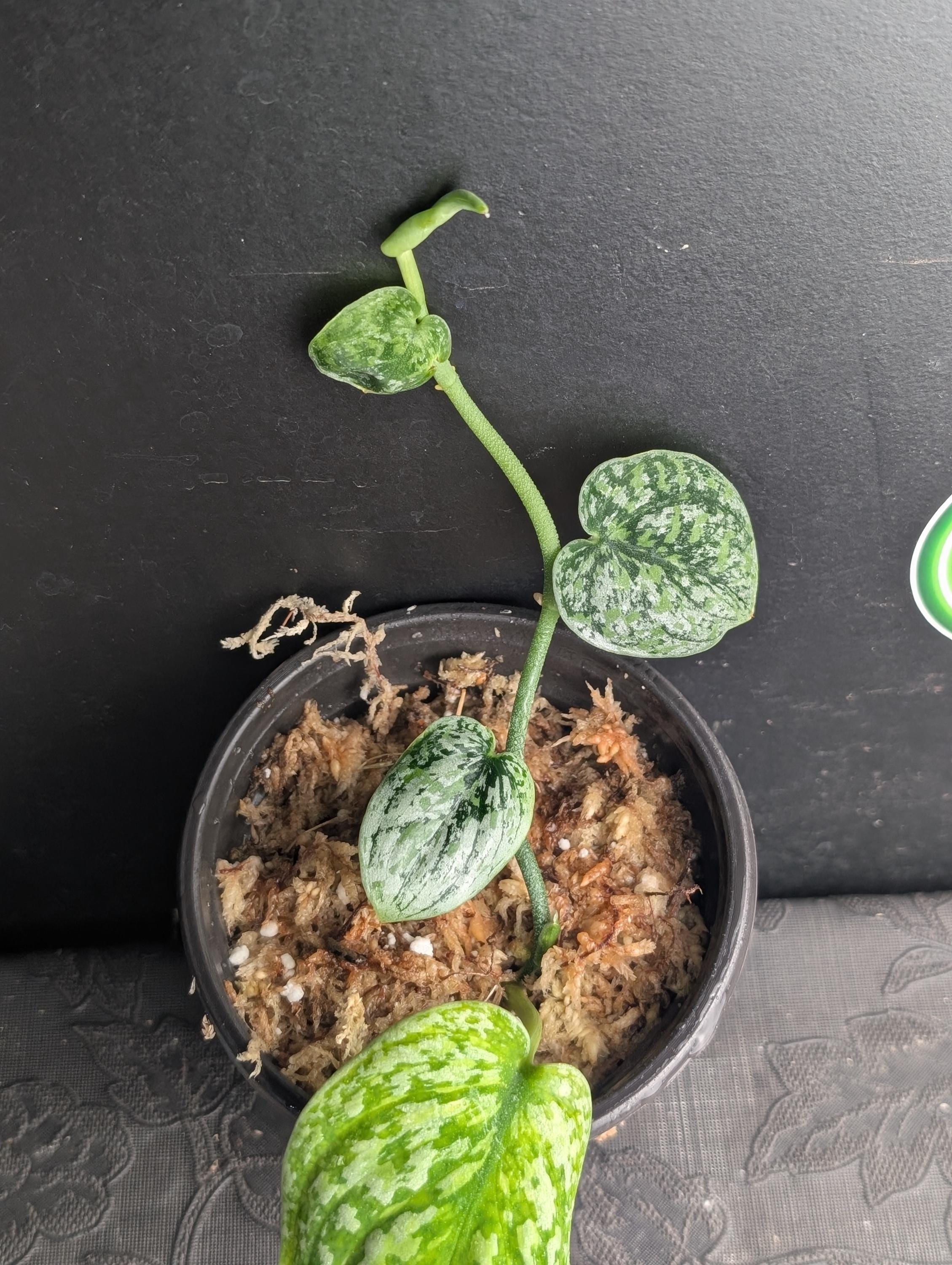Scindapsus borneo - Etsy 日本