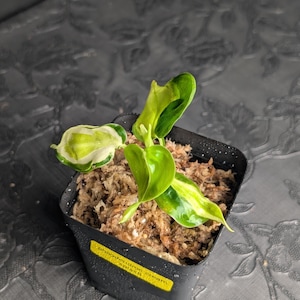 Philodendron Cream Splash