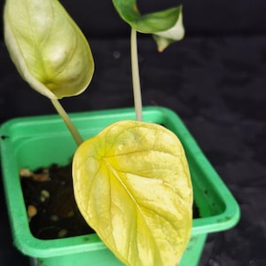 Rare Alocasia silver Dragon gold