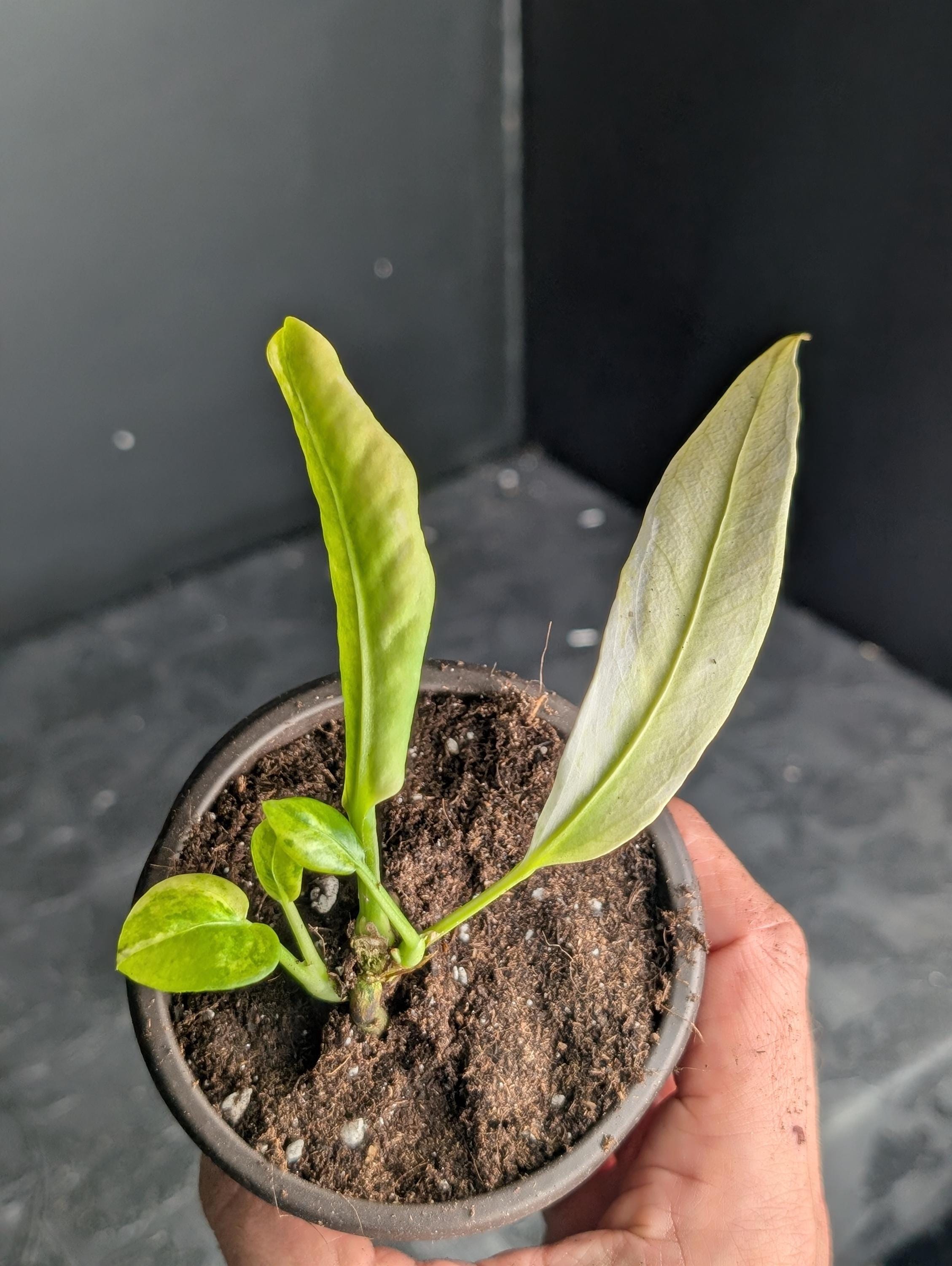 Anthurium variegated - Etsy 日本