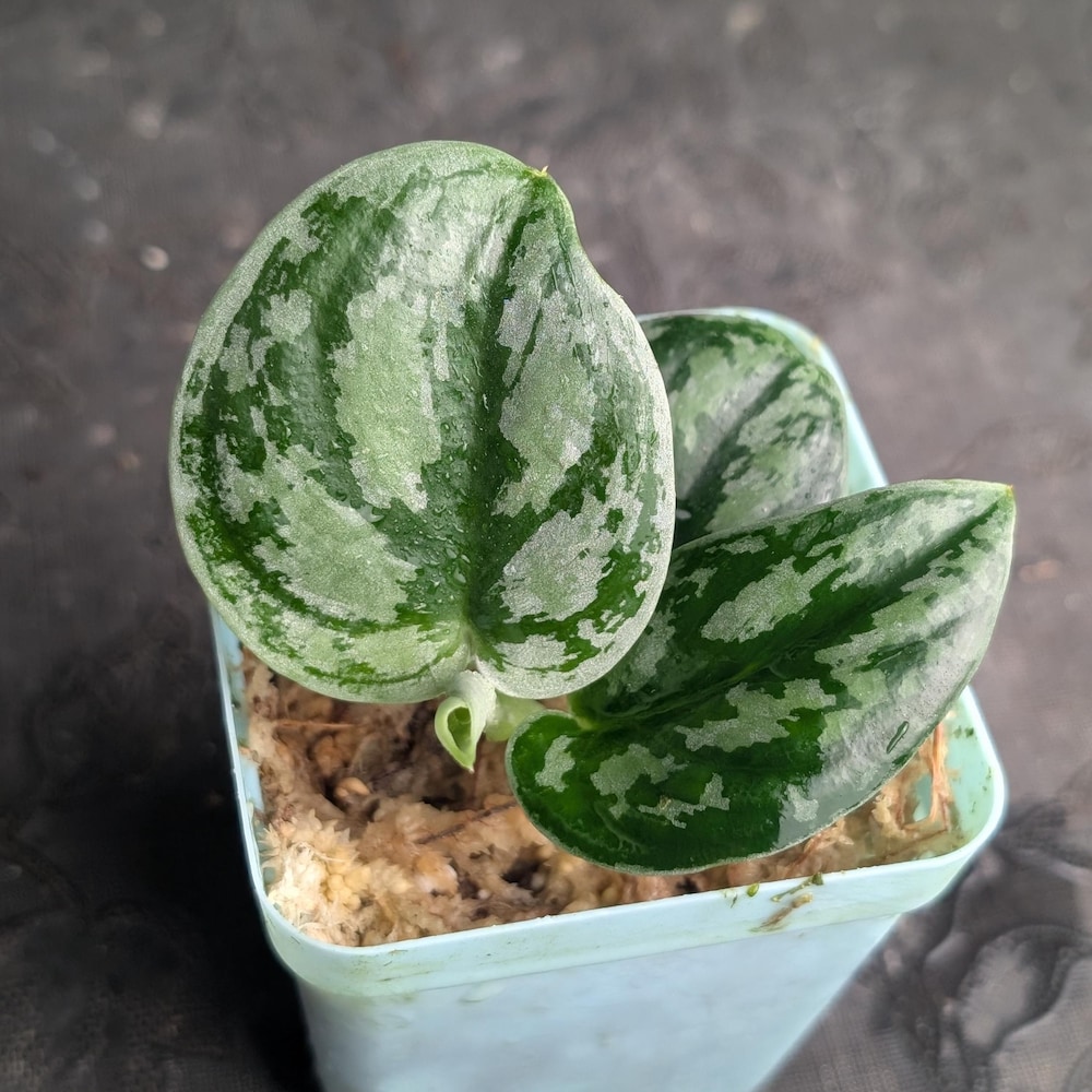 Stabilo Tricolor