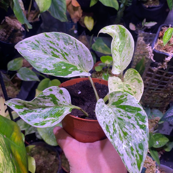 Pothos Epipremnum Aureum Snow Queen (posible lote: ver en la tienda)