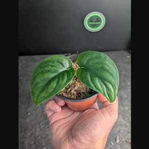 Op de afbeelding: Een kleine potplant met twee hartvormige, donkergroene bladeren met opvallende zilverkleurige nerven. De plant staat in een bruine plastic pot gevuld met lichtbruin veenmos en heeft een duidelijk getextureerd bladoppervlak.