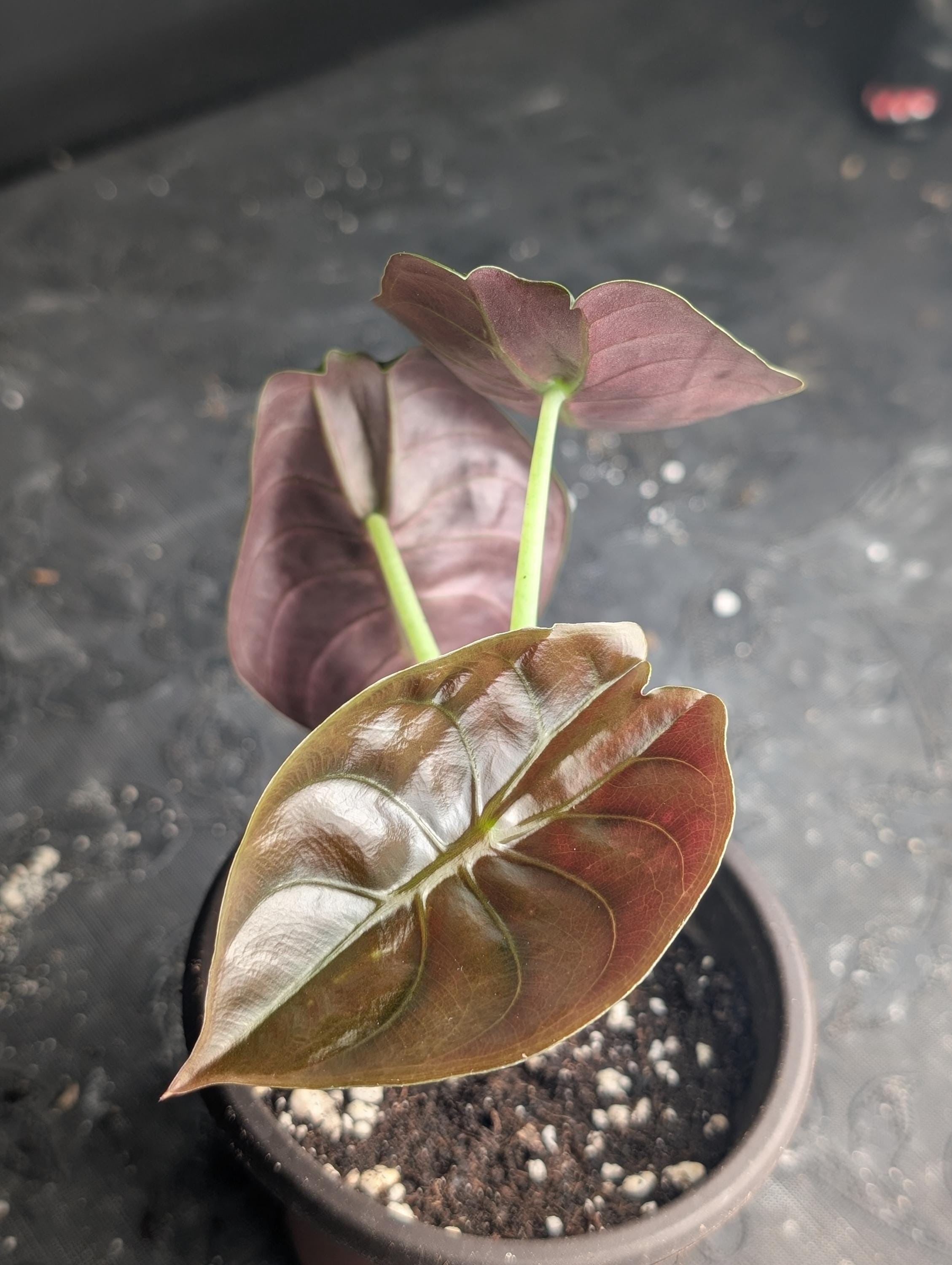 Alocasia cuprea pink - Etsy 日本